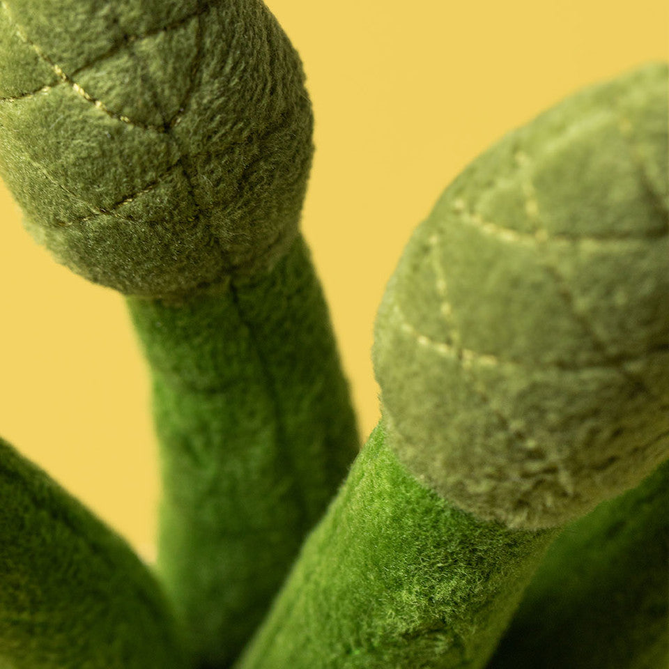 Teddy - Asparagus